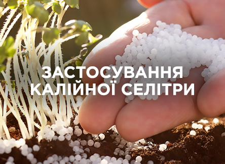 Що таке калієва селітра та як її застосовувати?