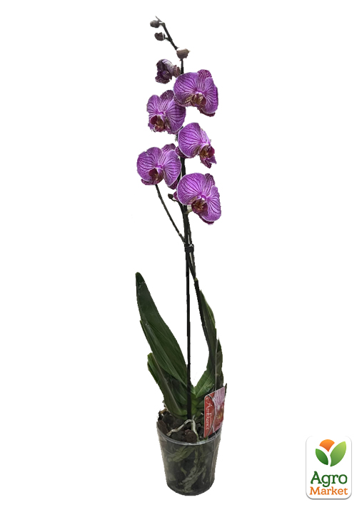 Орхідея (Phalaenopsis) "Tiger" - фото 5
