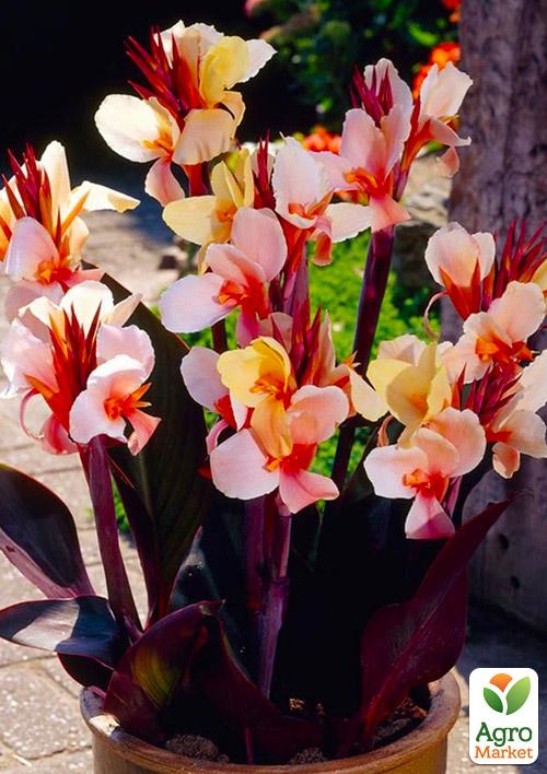 Канна Низкорослая "Angel Martin" 