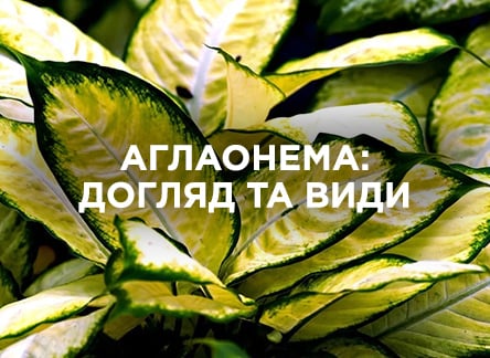 Аглаонема: уход и популярные виды