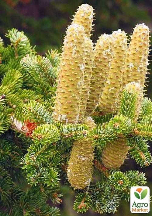 Пихта Греческая (Abies cephalonica) горшок P9