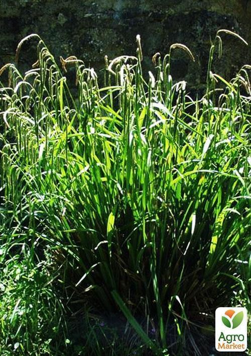 Осока поникающая - фото 2