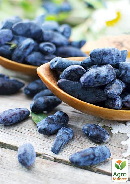 Жимолость "Алісія" (середньопізній термін дозрівання, ягоди з куща не обсипаються) - фото 7