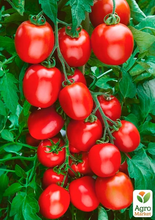На развес Томат "Гейзер" ТМ "Весна" цена за 1г - фото 2
