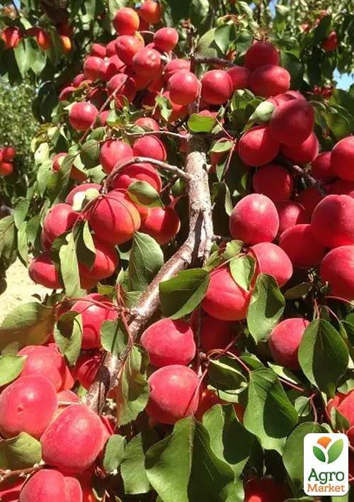 Абрикос "Фуего" (великоплідний, ранній термін дозрівання) - фото 2