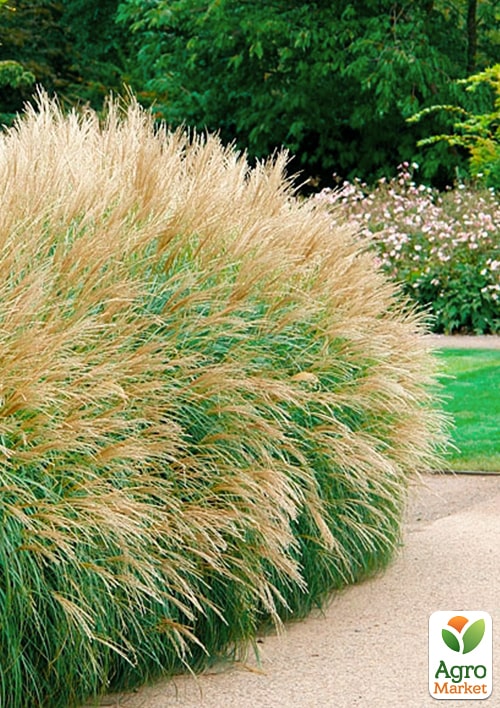 Міскантус китайський "Yakushima Dwarf" С1.5 - фото 2