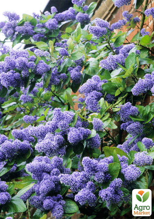 LMTD Цеанотус древовидный "Trewithen Blue" (60-70см) - фото 5