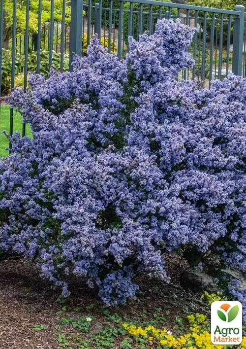 Цеанотус "Виктория" (Ceanothus impressus Victoria) вазон С3 - фото 6