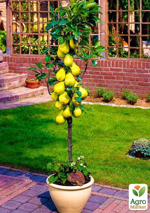 Груша колоновидная "Сапфира" Эксклюзив - фото 4