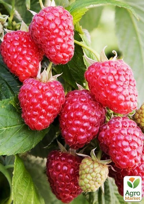 Эксклюзив! Малина светло-красная "Лори" (Lori) (премиальный ремонтантный сорт) - фото 3