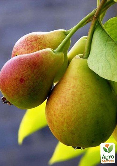 Груша "Лесная Красавица" - фото 2