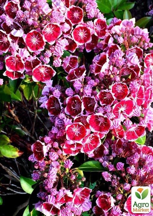 Кальмия latifolia "Keepsake" - фото 2