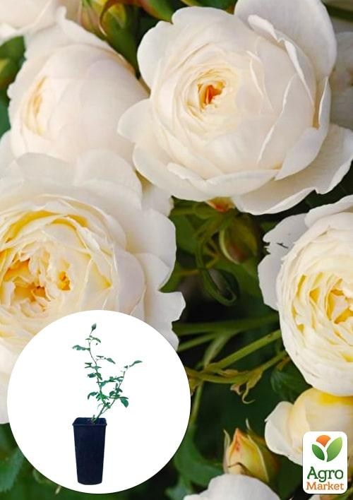 Роза в контейнере английская "Claire Austin" (саженец класса АА+)