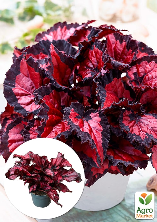 Бегония королевская REX "Inca Night" 20-30см