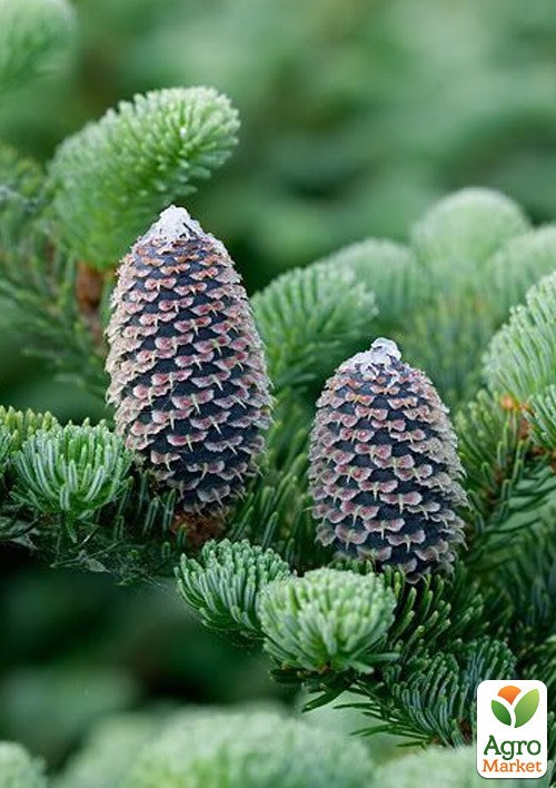 Ялиця Фразера (Abies Fraseri) горщик P9