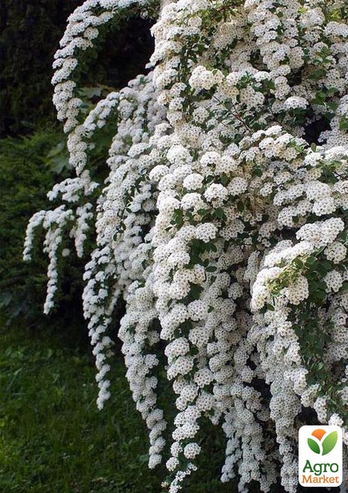Спірея Вангутта 2-річна (Spiraea vanhouttei) вазон С2 - фото 3