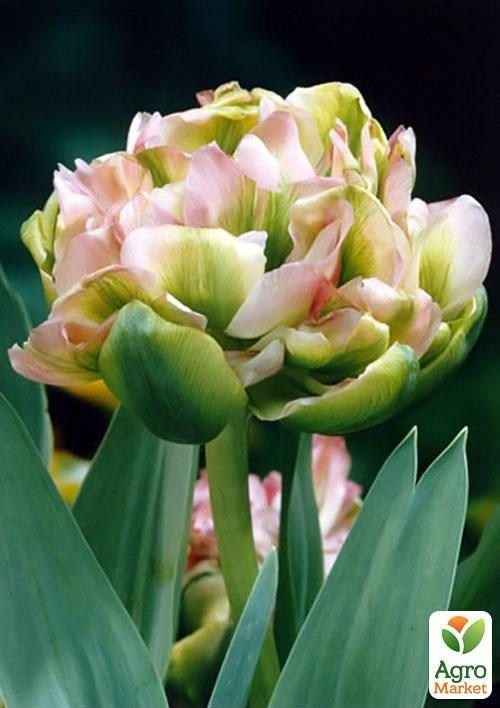 Тюльпан "Double Viri " (размер 11/12 , крупный) 3шт в упаковке