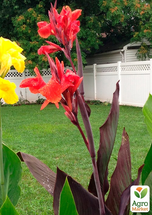 Канна Темнолистная "Red King Humbert"  - фото 4