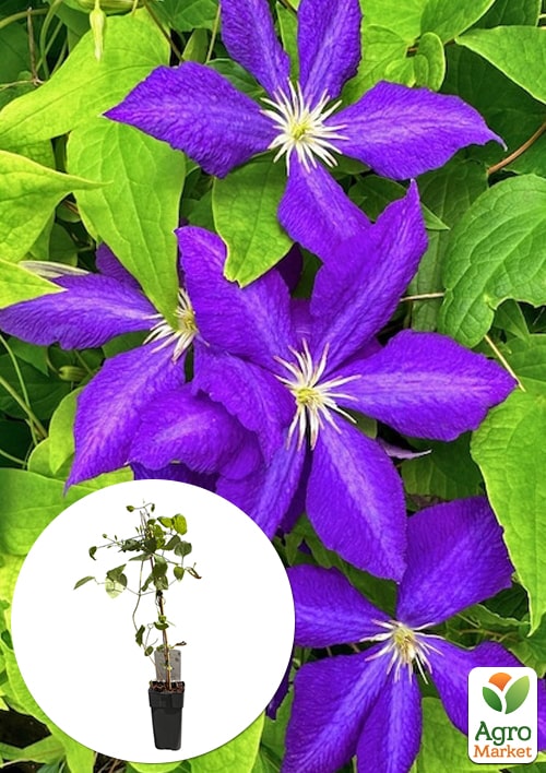 LMTD Клематис 2-х летний "Jackmanii" (высота 40-60 см)