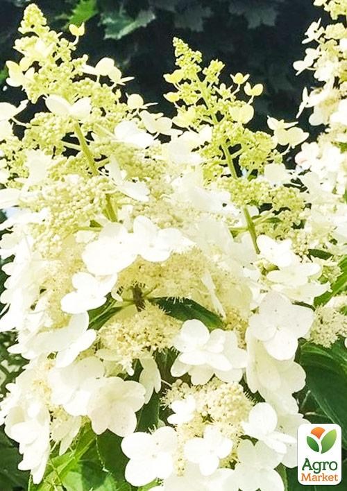 Гортензія волотиста "Levana"