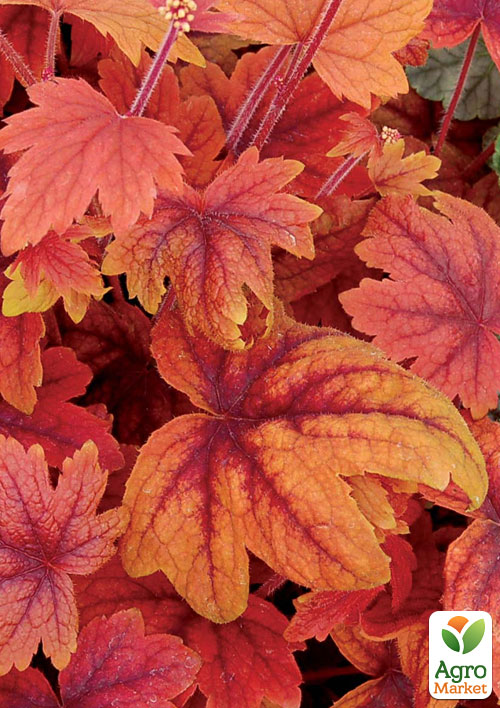 Гейхерелла (Heucherella) "Sweet Tea" С1 (высота 15-30см) - фото 7