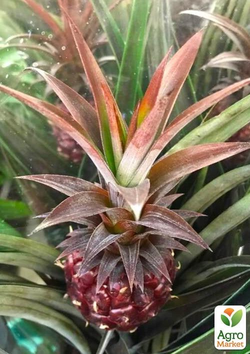 Ананас Червоний "Pacifico" (40-50 см) вік 4 роки - фото 2