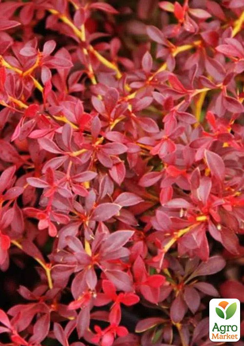 Барбарис Тунберга "Orange Dream"