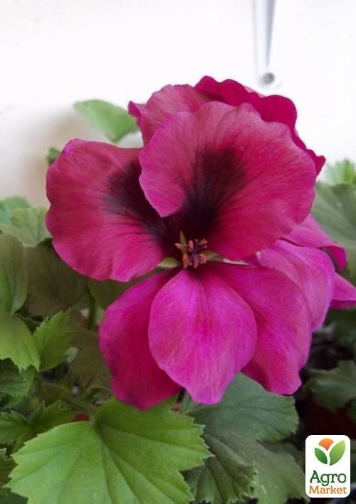 Пеларгонія Королівська Aristo "Burgundy" (контейнер № 10, висота 10-20 см)