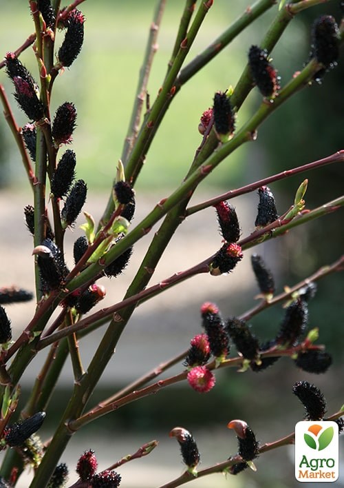 Верба 2-х річна тонкослупкова чорна "Melanostachys" - фото 5