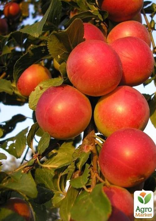 Слива "Крымская краснощекая"