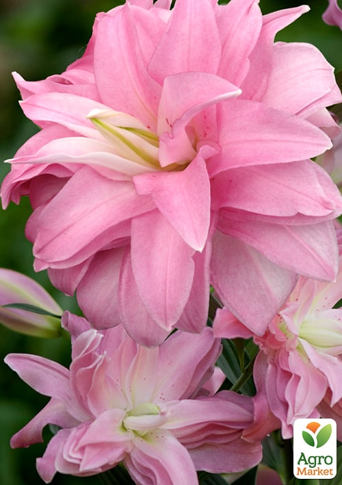 Лілія Махрова "Lotus Dream" - фото 4