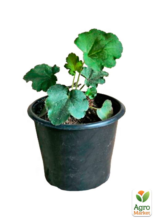 Гейхера (Heuchera) "Venus" - фото 5