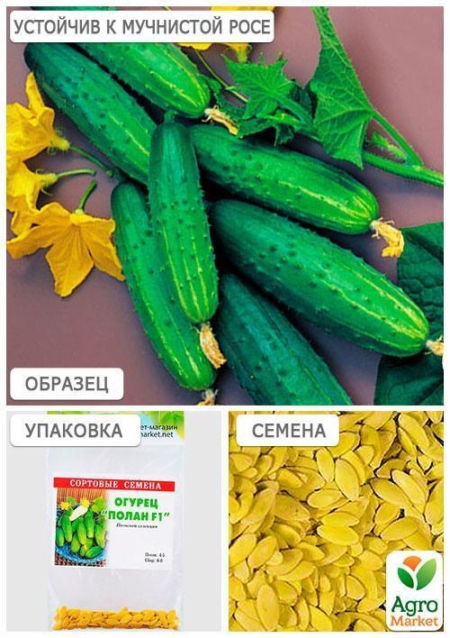 Огурец обработанный "Полан F1" (Зипер) ТМ "Весна" 0.5г - фото 4