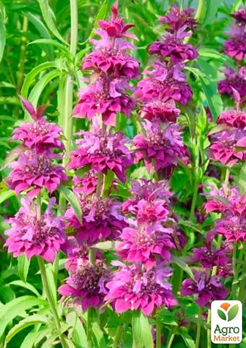 Монарда "Лімонна" ТМ "Весна" 100г 