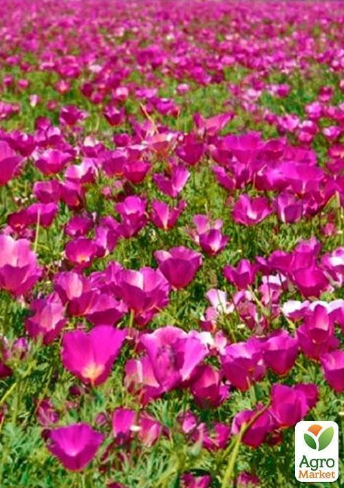 Ешшольція "Яблуневий цвіт" (Зипер) ТМ "Весна" 1г - фото 2