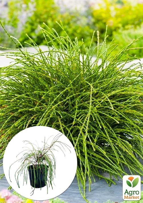 Туя 3-х летняя складчатая "Whipcord" С3 диаметр 25-35см