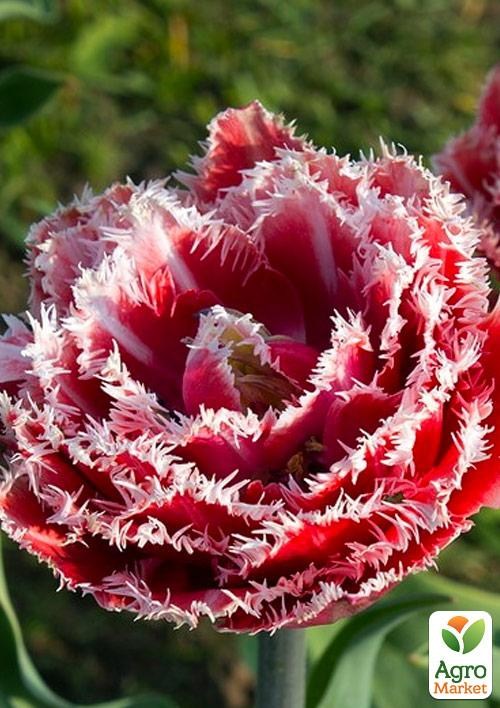 Тюльпан "Brest" (размер 11/12 , крупный) 3шт в упаковке