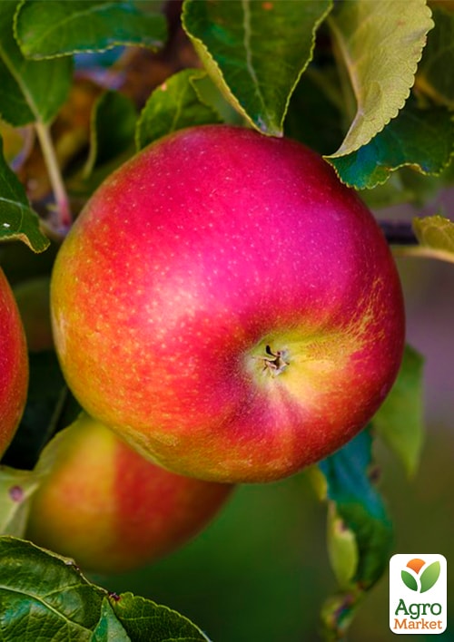 Яблоня "Лигол" (зимний сорт)