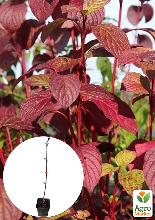 Дерен белый "Kesselringii" (высота саженца 20-30см)