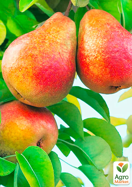 Груша "Ред Фаворитка" (літній сорт, раніій термін дозрівання) - фото 4