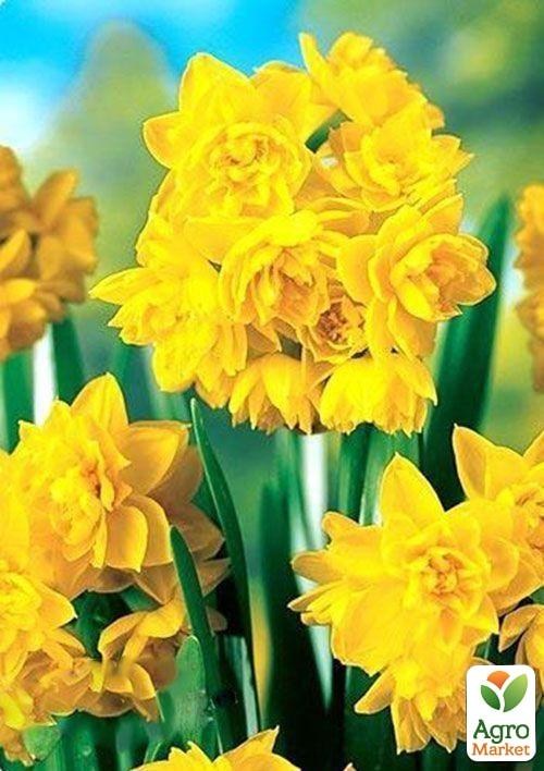 Нарцис "Golden Rain"