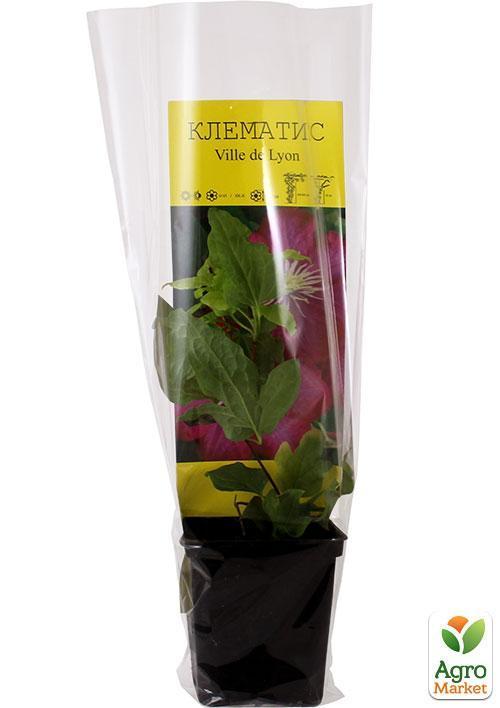 Клематис "Ville de Lyon" - фото 6