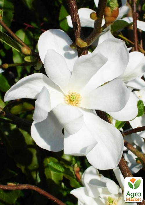 Магнолия Лебнера 3-х летняя  "Merrill" (высота 40-60см) - фото 2