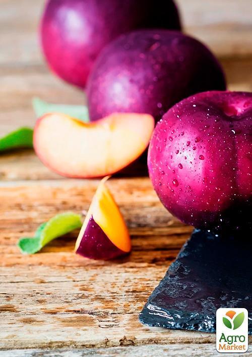 Слива "Рясна" - фото 4