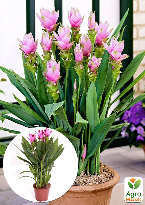 LMTD Куркума Curcuma "Siam Splash" ( высота 50-70см)