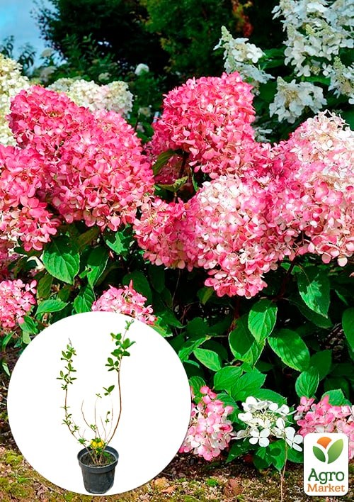 Гортензія 3-х річна волотиста "Pink Diamond"