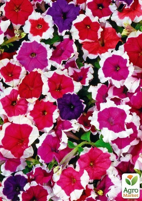 Петуния "Пиккоти смесь" (Зипер) ТМ "Весна" 1г - фото 2