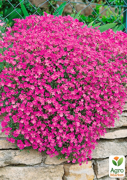 Обрієта "Red Cascade" (контейнер Р9)