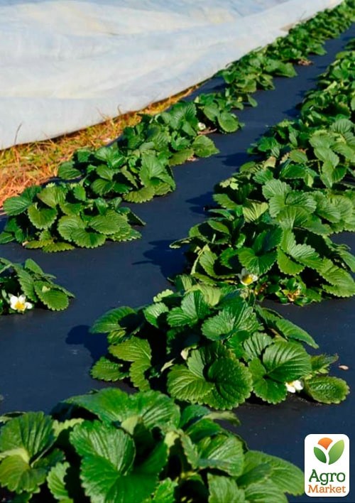 АГРОволокно мульчирующее (черное) Плотность 50, Ширина 1.6м, Длина 10м. - фото 3