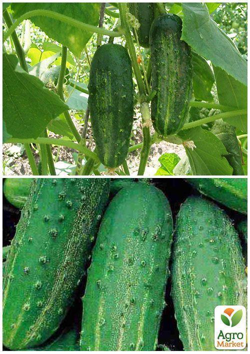 На развес Огурец "Самородок F1" ТМ "Весна" цена за 4г - фото 4